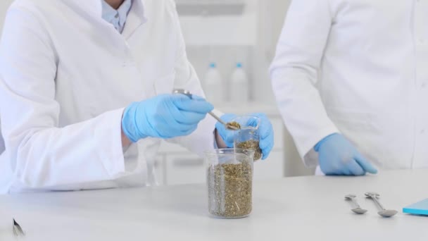 Wissenschaftler Arbeiten Während Eines Experiments Labor Mit Marihuana Becher Auf — Stockvideo