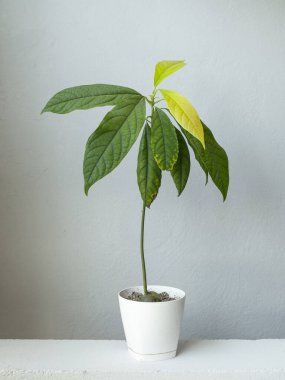 Avokado bitkisinin tohumu..