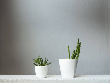 Sulu bitki ve beyaz kaplarda Stapelia grandiflora..