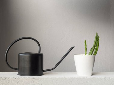 Siyah sulama kutusuyla beyaz tencereye yerleştirilmiş Stapelia grandiflora..