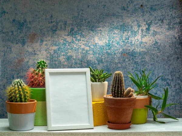 Decoración Habitación Con Cactus Maceta Planta Suculenta Marco Imagen Maqueta — Foto de Stock