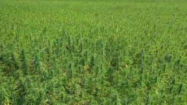 Güzel CBD kenevir tarlasına dalış yapan bir İHA 'nın hava görüntüsü ufku ortaya çıkarıyor. Tıbbi ve eğlence amaçlı marihuana bitkileri yetiştirme.