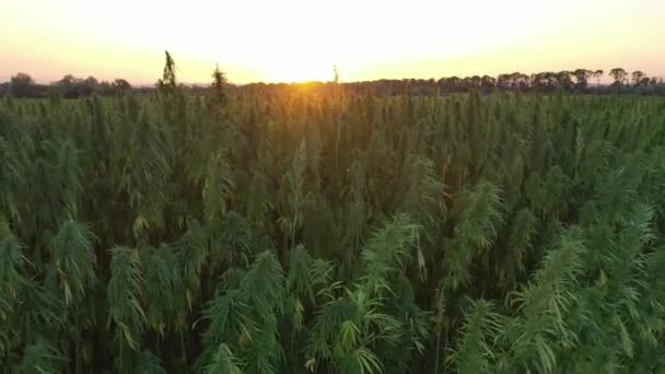 Luftaufnahme Einer Schönen Cbd Hanfpflanze Die Horizont Und Feld Bei — Stockvideo