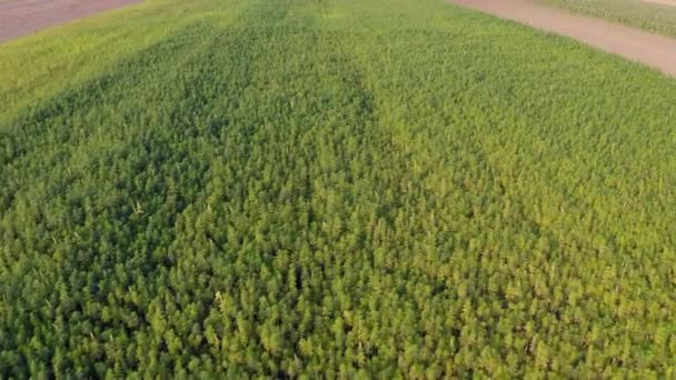 从空中俯瞰着一架无人驾驶飞机跳入美丽的Cbd大麻场 药用和娱乐性大麻植物种植 — 图库视频影像