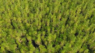 Güzel bir Cbd kenevir tarlasının orta büyüklükte hava manzarası. Tıbbi ve eğlence amaçlı marihuana bitkileri yetiştirme.