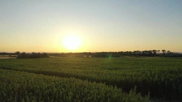 Weite Luftaufnahme Eines Schönen Cbd Hanffeldes Bei Sonnenuntergang Anbau Medizinischer — Stockvideo