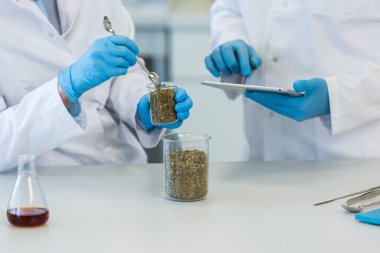 Laboratuvarda kenevir CBD ve CBDA yağlarıyla çalışan eller. Bilim adamı lateks eldivenler, cam tüpler ve erlenmeyer mataraları kullanıyor. Esrar tohumlarından alınan sağlık hizmetleri eczanesi.