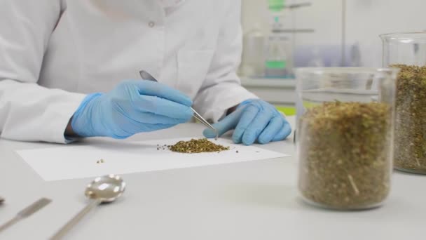 Ученый Выбирает Семена Марихуаны Белой Бумаге Лаборатории Стеклянные Трубки Cbd — стоковое видео