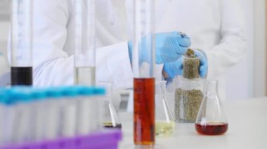 Bilim adamları deney sırasında deney kabında marihuana ile çalışıyorlar. CBD ve CBDA yağları ve cam tüpler masada. Esrardan alınan sağlık eczanesi.