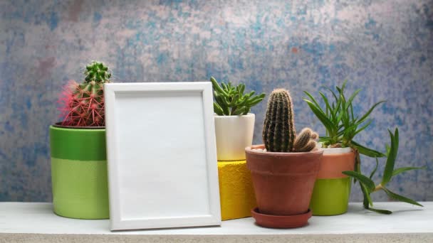 Hand Zet Cactus Neer Kamerdecoratie Met Potcactus Sappige Plant Fotolijst — Stockvideo