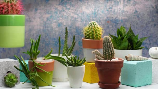 Kamerdecoratie Met Potcactus Sappige Plant Hand Zetten Cactus Witte Plank — Stockvideo