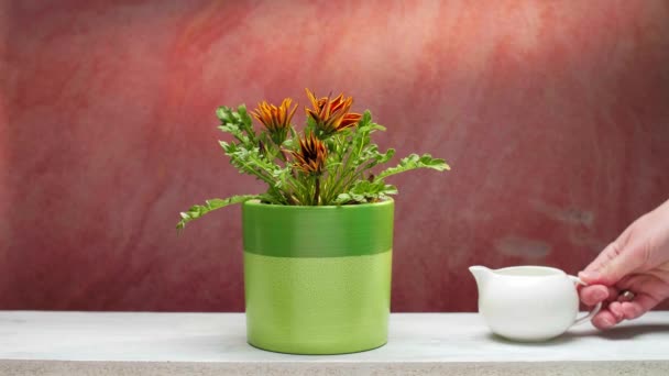 Hand Water Geven Potted Oranje Bloemen Witte Plank Tegen Oude — Stockvideo