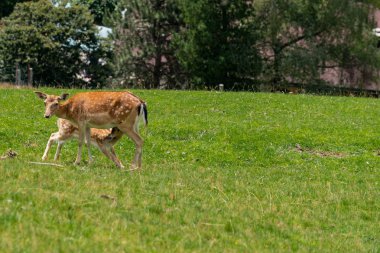 Aurach Avusturya 'da bebeğini emziren geyik.