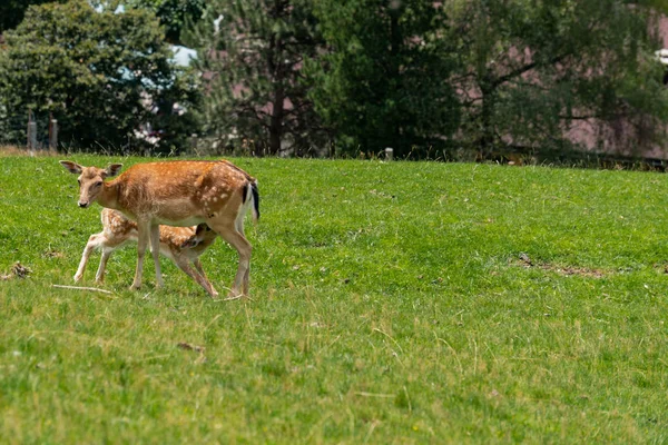 Veado Peito Alimentando Seu Bebê Aurach Áustria — Fotografia de Stock