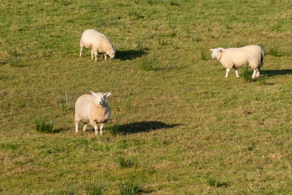 Three Sheep Enjoying Pasture Northen Ireland — Stock Photo, Image