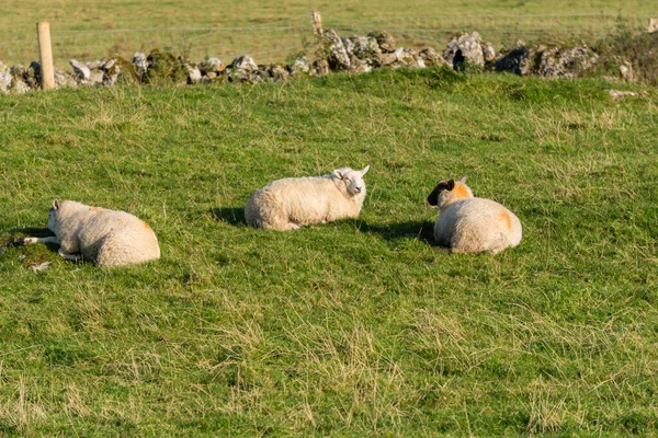 Três Ovelhas Descansando Northen — Fotografia de Stock