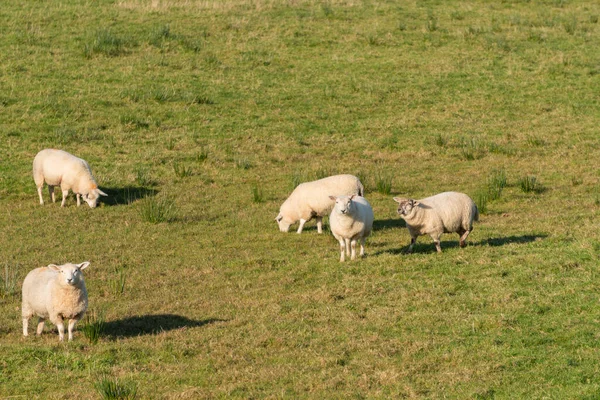 Flock Sheep Northen Ireland — Stock Photo, Image