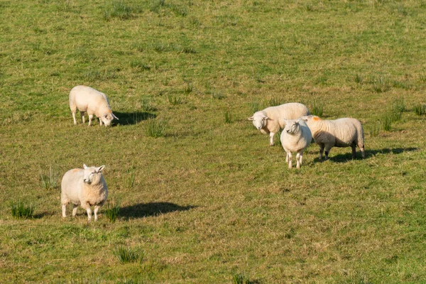 Group Sheep Northen Ireland — Stock Photo, Image
