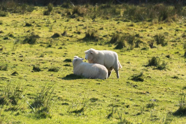 Sheep Connemara National Park — Stock Photo, Image