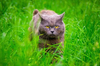 Çimenlerdeki güzel kedi  