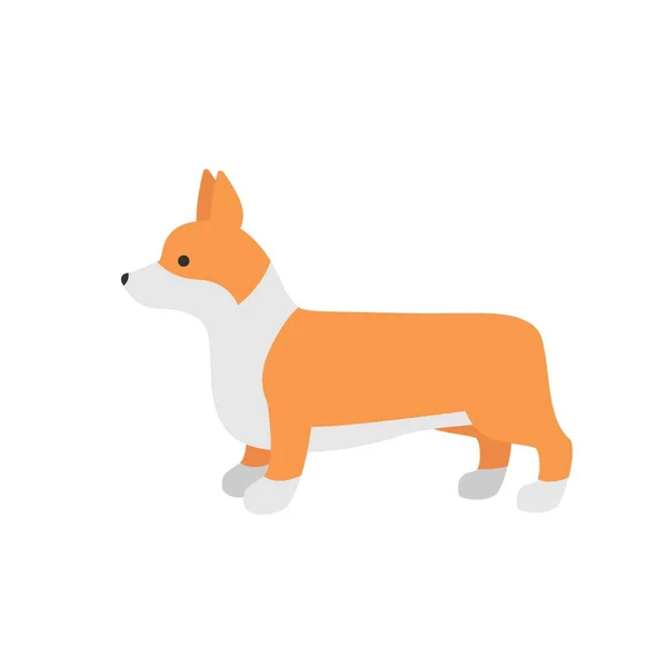 Lindo perro galés Corgi. Divertida ilustración vectorial corgi. Retrato de un perro aislado sobre fondo blanco — Vector de stock