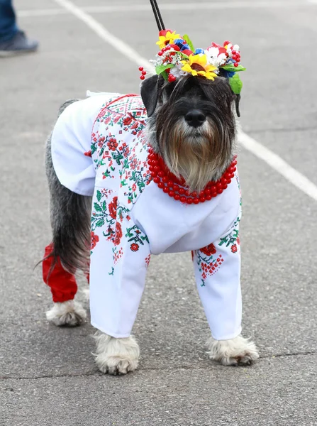 Um cão no traje nacional da Ucrânia — Fotografia de Stock