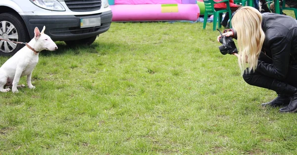 Fotograferingen av hunden bull terrier — Stockfoto