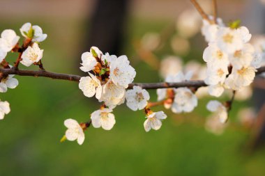Güzel çiçekli ağaç dalı
