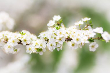 Beyaz çiçekli Bahar Şube