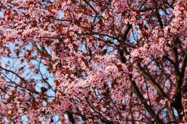 Çok güçlü kiraz çiçeği. Arka plan fotoğraf. Güzel pembe çiçekler yoğun dalları noktalı.