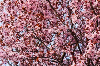 Çok güçlü kiraz çiçeği. Arka plan fotoğraf. Güzel pembe çiçekler yoğun dalları noktalı.