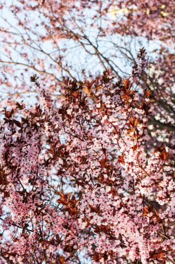 Pembe bir ağaç çiçek açmış. Arka plan.