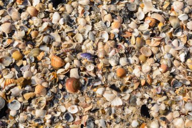 kumlu sahilde renkli midye