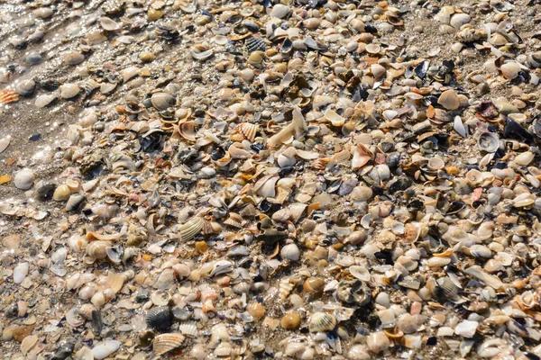 Conchas coloridas na praia de areia - Itália — Fotografia de Stock