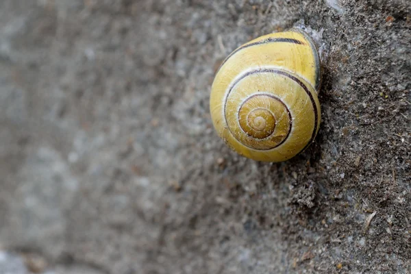 Yellow snail shell — Stock Photo, Image