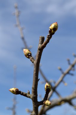 Tomurcuklu bir meyve ağacının