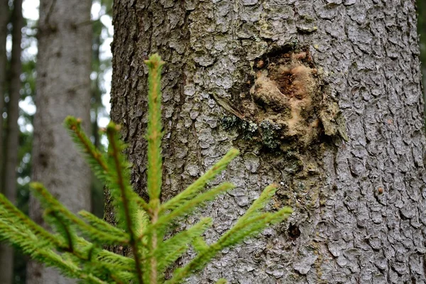 Harz an einer Fichte — Stockfoto