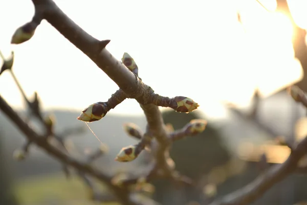 Los brotes del árbol frutal - el primer plano — Foto de Stock