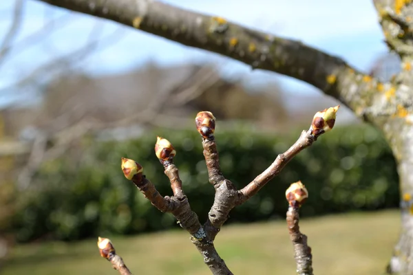 Buds de uma árvore de pêra — Fotografia de Stock