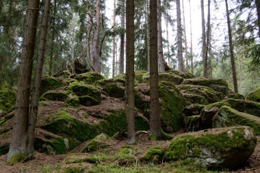 Taşlı orman manzara