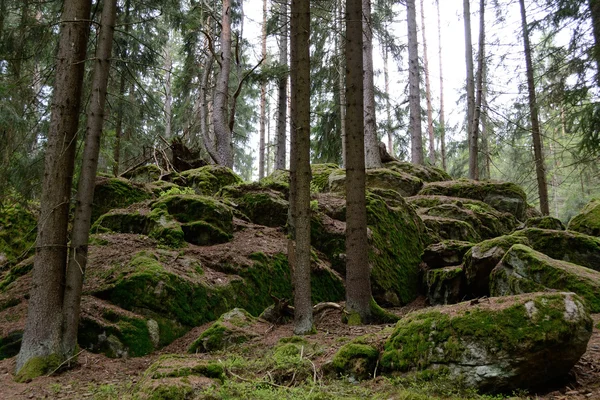 Taşlı orman manzara