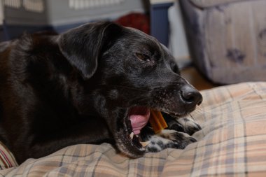 Köpek bir çiğneme sopa yiyor