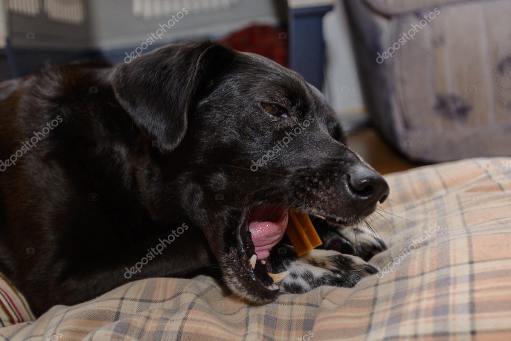 black dog bully sticks