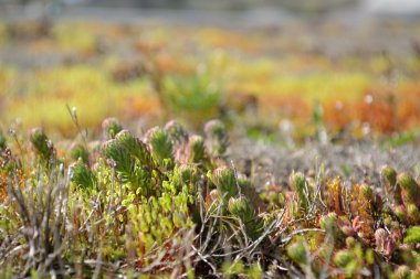 etli bitki - alan derinliği