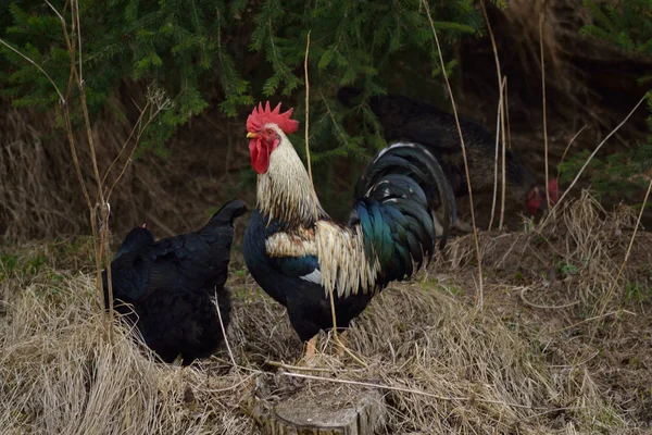 Black chicken and colorful rooster — Stock Photo, Image