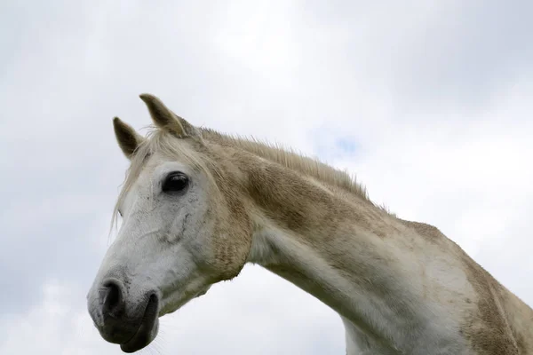 Horse head of a white horse — Stock Photo, Image