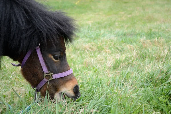 Pony op de weide — Stockfoto