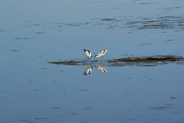 Säbelschnäbler spiegeln sich im Wasser - Österreich — Stockfoto