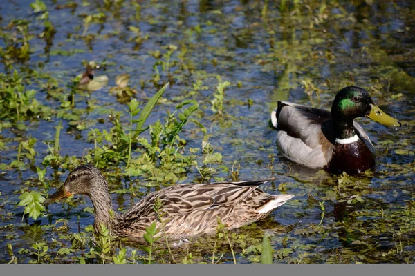 Patos salvajes nadando en el arroyo —  Fotos de Stock