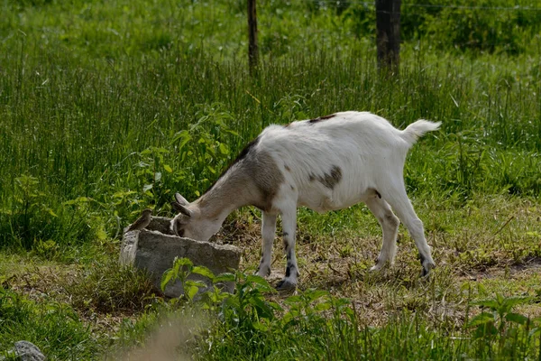 Молодой козел пьет — стоковое фото